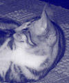 Zoey7
